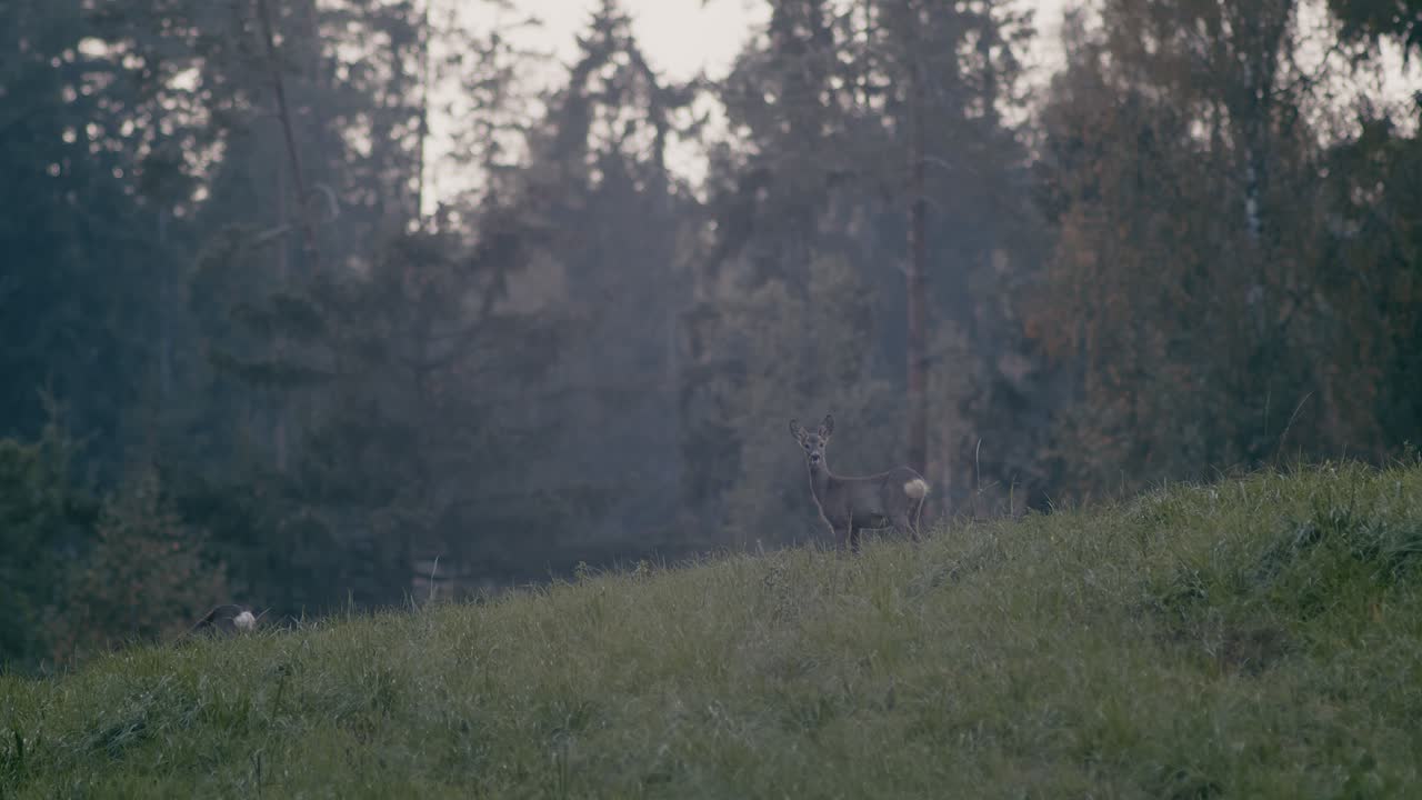 олененок или шатенка неподвижно стоят на поляне