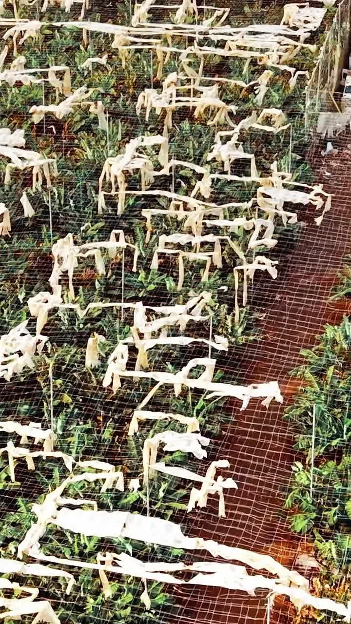 スペインのグラン・カナリア島で、作物栽培地の植物を空撮。
