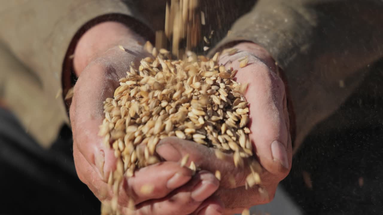 농부가 손으로 작물을 점검하고 익은 밀 씨 ⁇ 을 들고 있습니다.