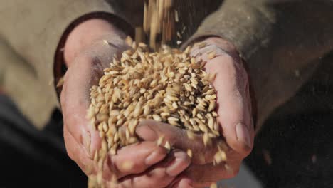 el agricultor inspecciona su cosecha con las manos sosteniendo semillas maduras de trigo.