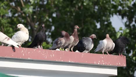 the pet pigeons