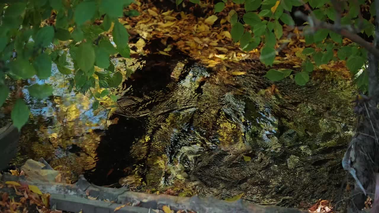 fotografía de un arroyo de montaña con agua cristalina corriendo en un increíble bosque verde
