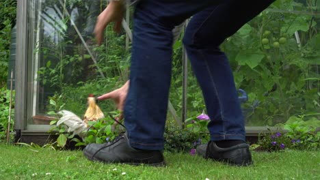 person trying to catch domestic chickens in garden, ground level view