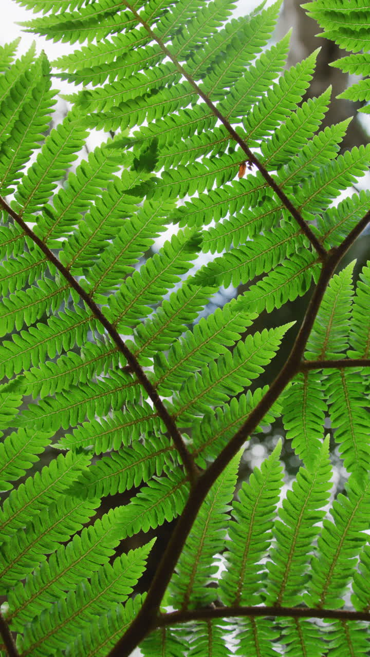 video vertical de hojas en un árbol en el jardín