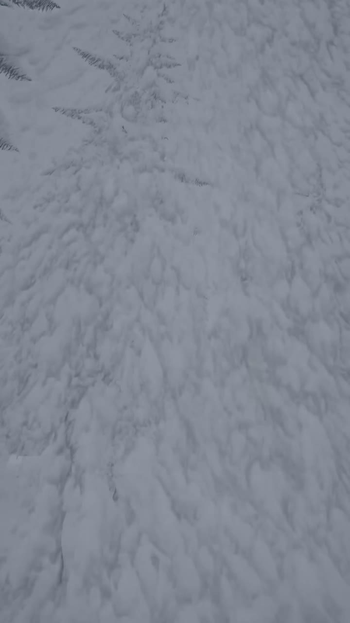 A serene winter forest scene with snow-covered trees, captured from a low-angle perspective