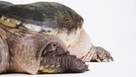 Close-up-of-snapping-turtle-feet