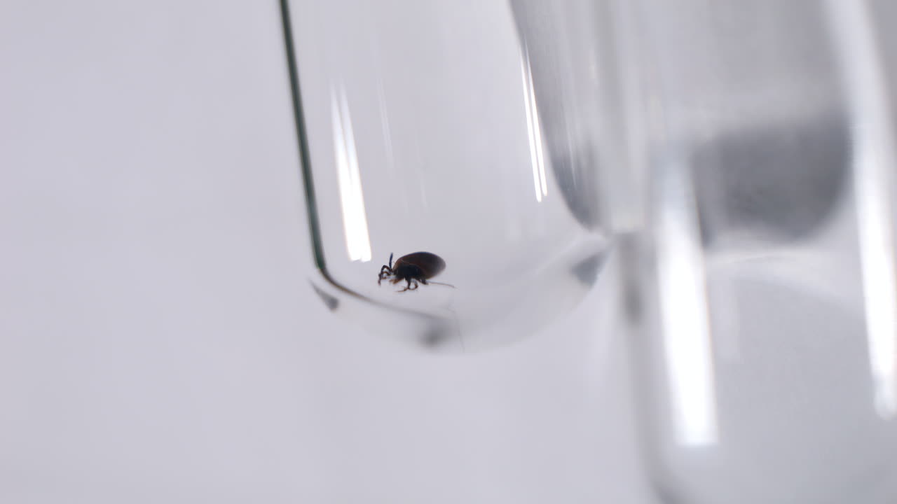 진드기 발병, 라임 기생충 실험실