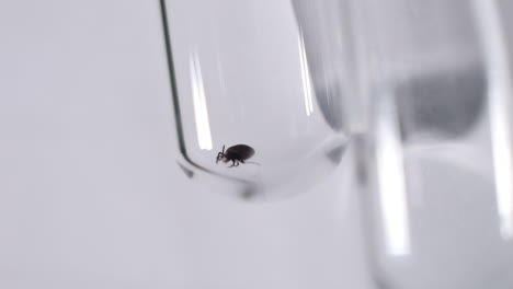 brote de garrapatas, parásito de lyme de laboratorio