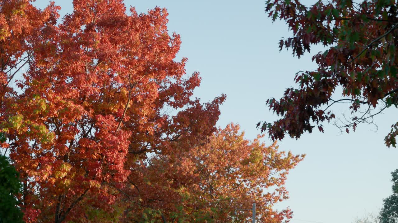 Glowing orange and red autumn leaves fill the canopy while a green-leaved tree stands in the foreground, blending seasons in Canberra.