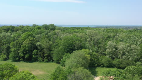 An aerial view just above green tree tops in an empty park on a sunny day