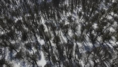 Drohnenaufnahme,-Die-Von-Oben-Mit-Blick-Auf-Einen-Verschneiten-Wald-Beginnt-Und-Nach-Oben-Geht,-Bis-Man-Auf-Der-Anderen-Seite-Des-Waldes-Die-Tolle-Aussicht-Auf-Die-Verschneiten-Berge-Und-Das-Tal-Sieht