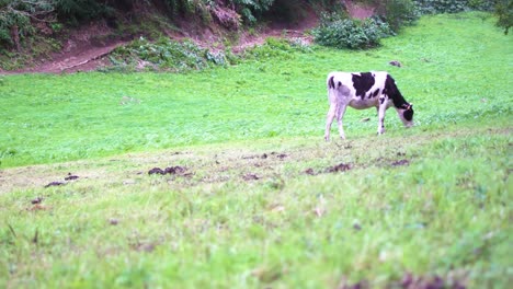 Cows-graze-in-farmland-cattle-raising-pastoral-concept