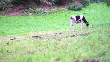 las vacas pastan en las tierras de cultivo la cría de ganado el concepto pastoral