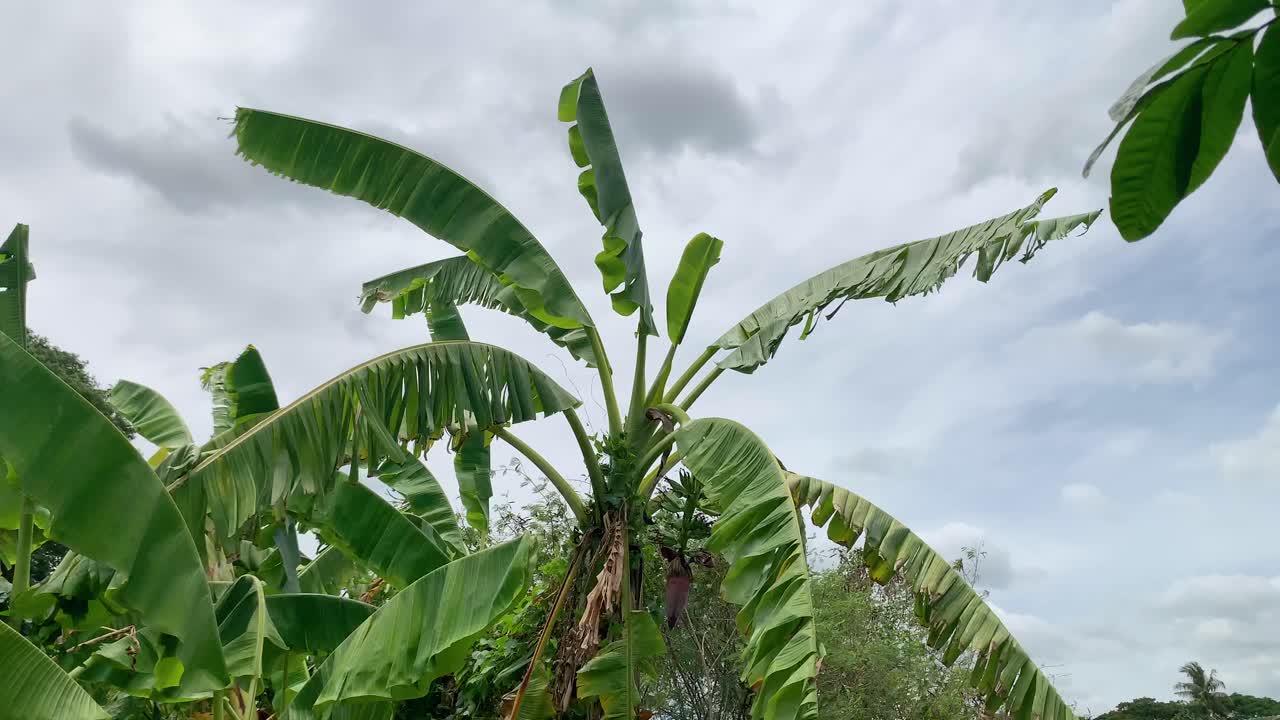 hojas de plátano ondeando en el viento bajo un cielo nublado en el campo en tailandia - tiro medio
