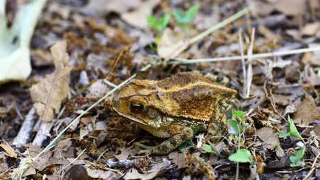 video macro estático del sapo de la costa del golfo incilius valliceps
