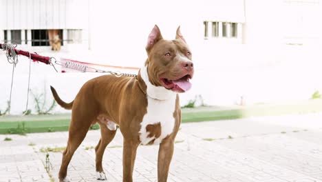 Brown-dog-looks-at-the-camera-with-his-ears-up-in-a-curious-manner