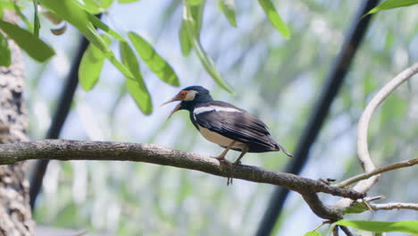 Indian-pied-myna-or-Asian-Pied-Starling-Screams-and-Jumps-of-Tree-Branch-at-Bali-Safari-and-Marine-Park-in-Siangan