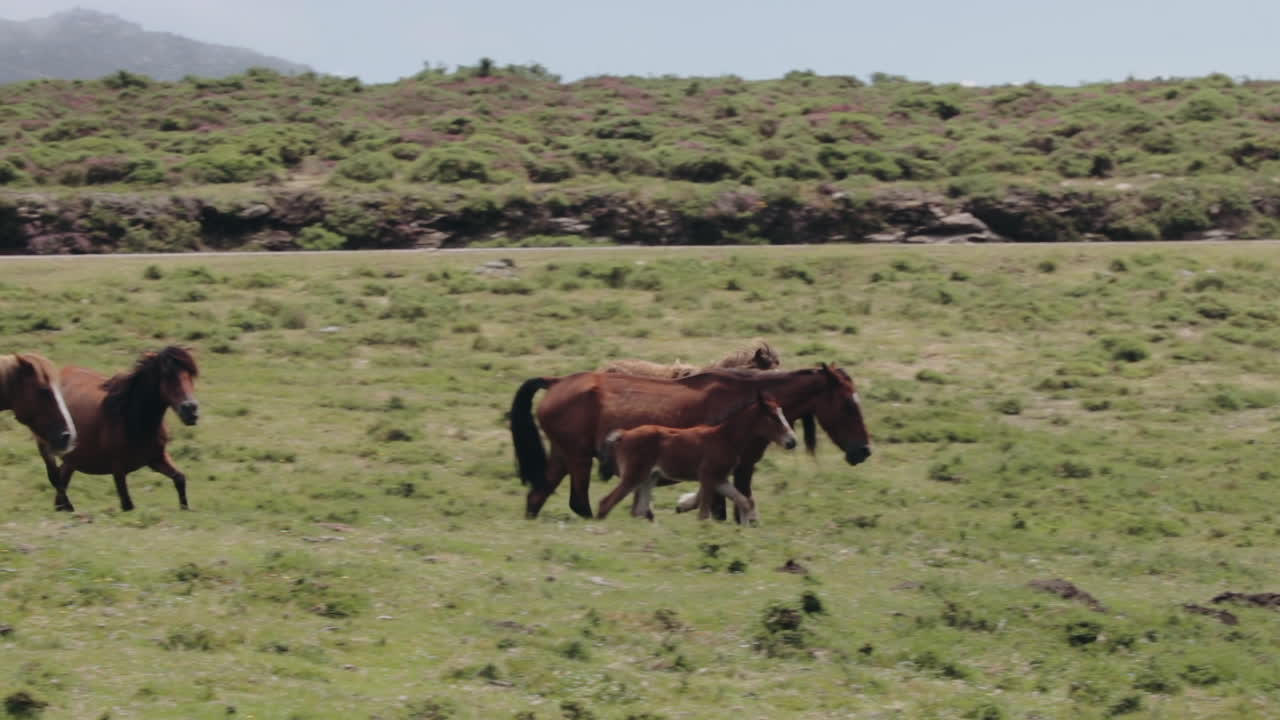 potro poniéndose al día con su manada en llano en cámara lenta