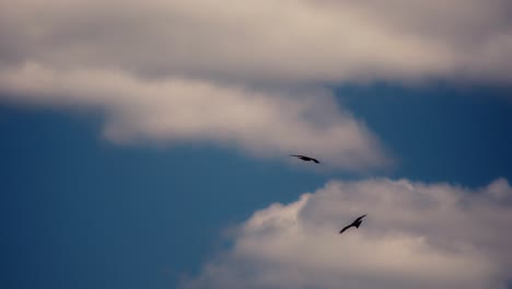 buzzards in azure skies soar to freedom