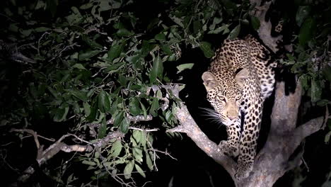 Close-view-of-young-leopard-surveying-from-tree-at-night,-spotlight