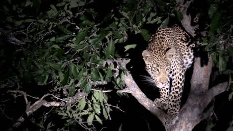 close view of young leopard surveying from tree at night, spotlight