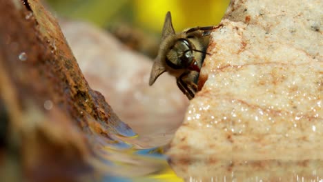 Honey-bee-on-wet-rock-moving-antennae,-close-up