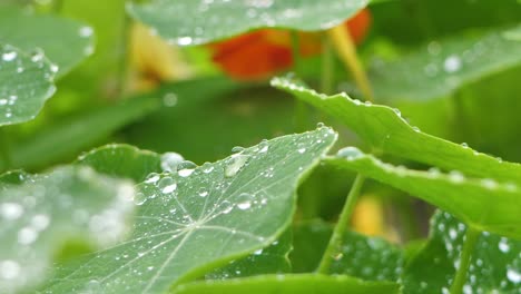 Las-Gotas-De-Lluvia-De-La-Capuchina-Del-Jardín-Caen-En-Las-Hojas-Verdes