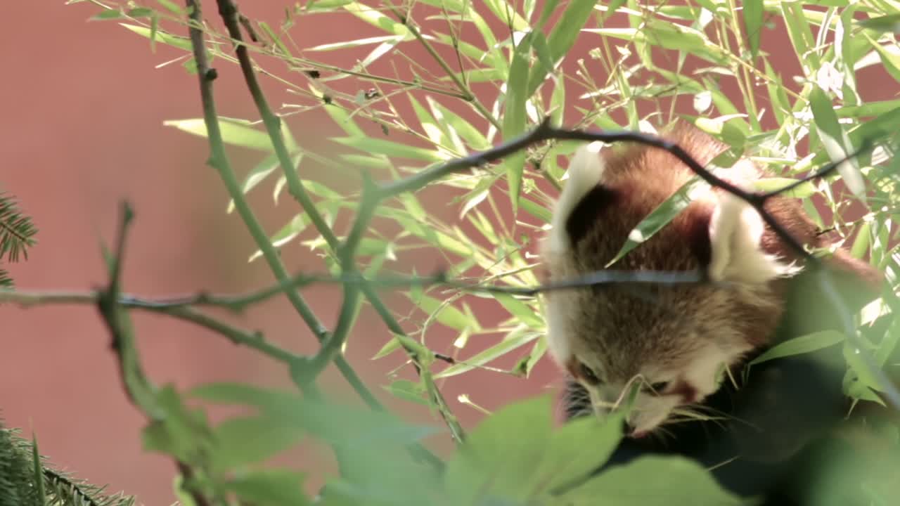 el pequeño panda rojo come bambú en el bosque.