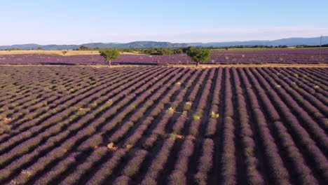 Valensole-Lavendelfeld-Luftaufnahme