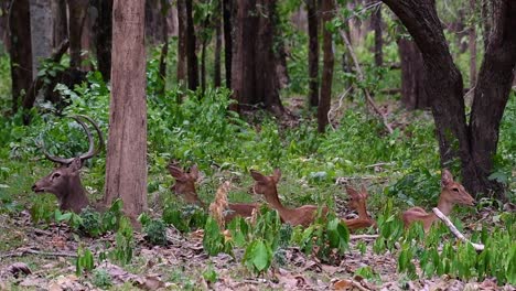 El-Ciervo-Del-Campo-Es-Una-Especie-En-Peligro-De-Extinción-Debido-A-La-Pérdida-De-Hábitat-Y-La-Caza