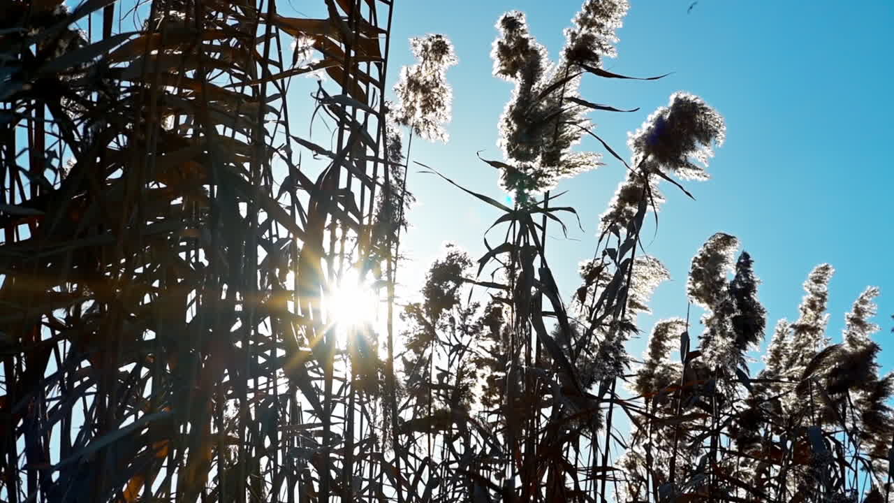 Sunlight filters through tall grass against a bright blue sky in a serene park setting. This peaceful moment highlights the beauty of nature and tranquility of the environment