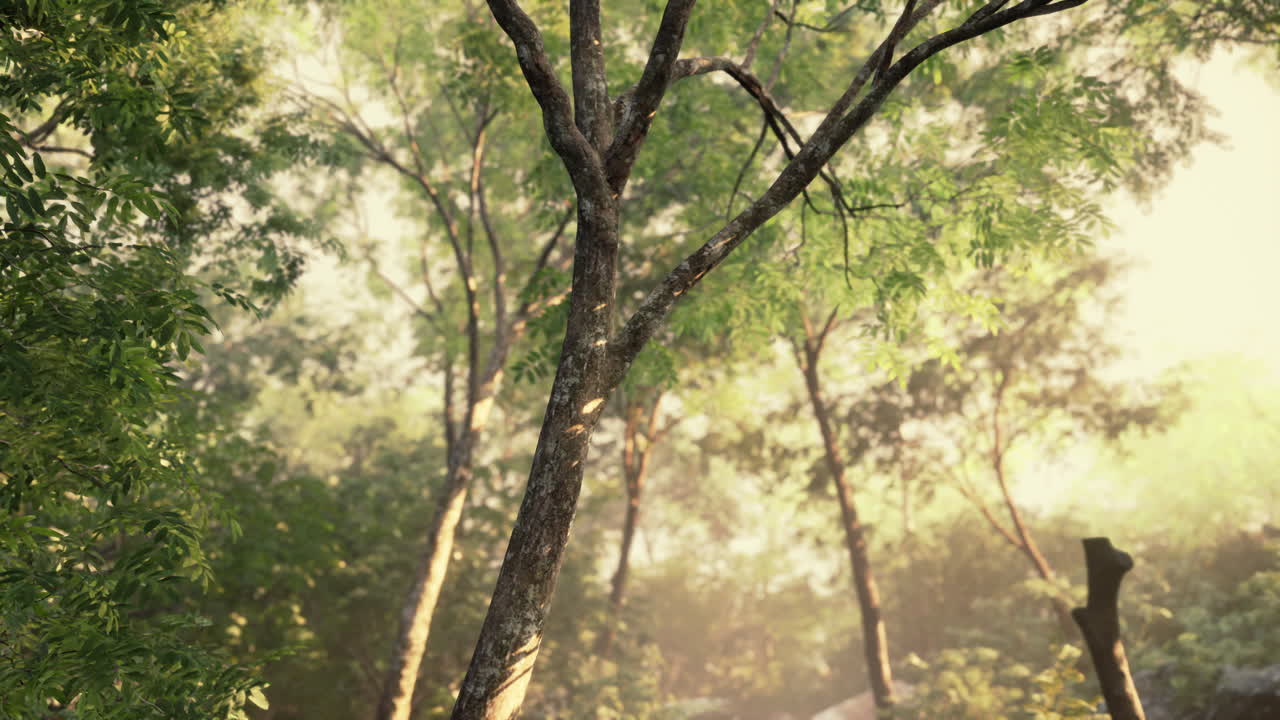 아침에 태양 광선과 렌즈 플레어와 함께 다채로운 신비로운 숲