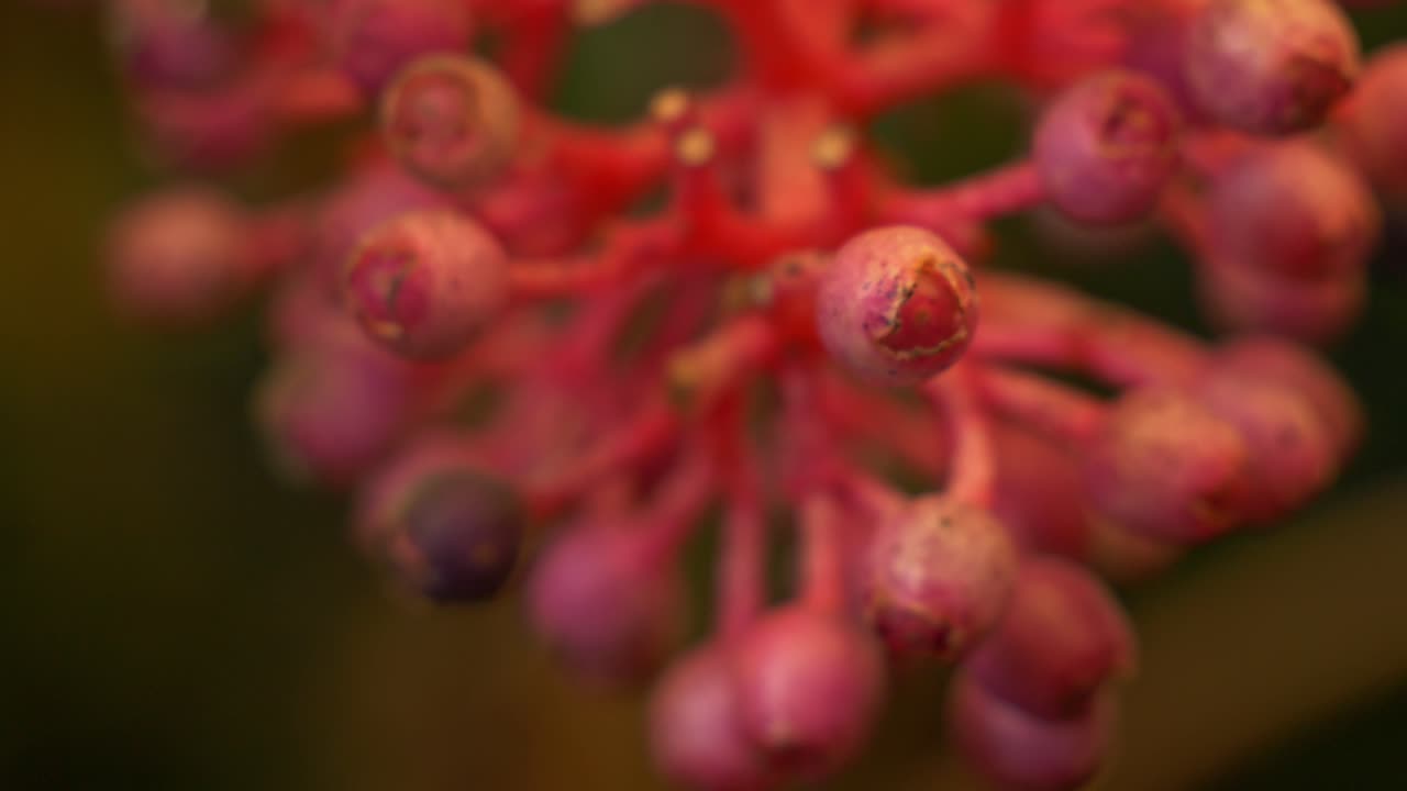Frutti e boccioli rosa della pianta Medinilla Magnifica. Scatto con messa a fuoco a cremagliera.