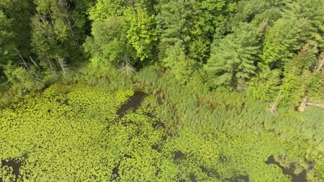 slow hovering flight with motion over lake entirely covered with waterlilies