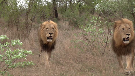 two male lions on the move through bush in africa