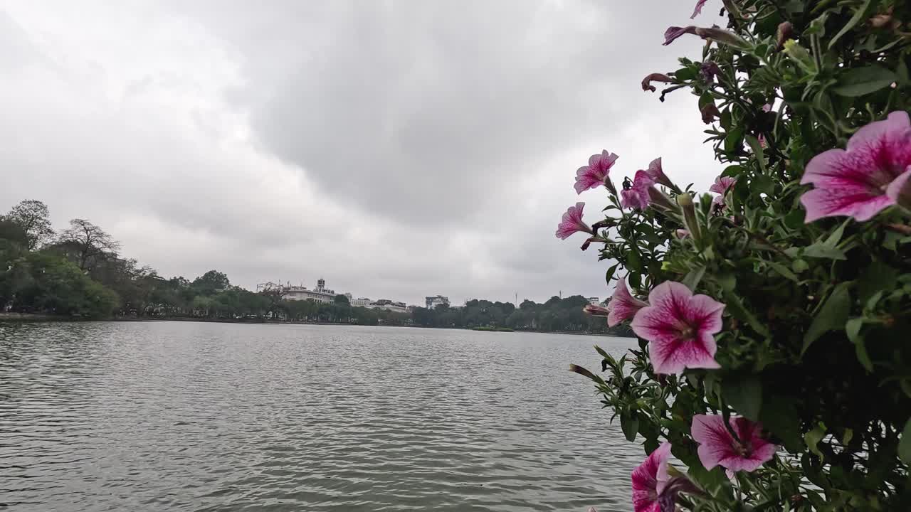 flores rosadas junto al lago en hanoi