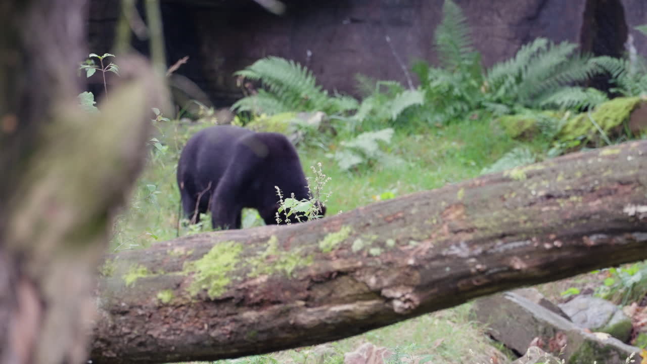 Black Malayan sunbear eating in jungle area, front view