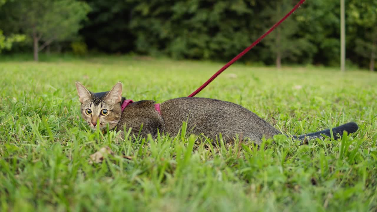 Small pretty cat walking in the park with young woman owner. Close-up of kitty on green grass. Nature