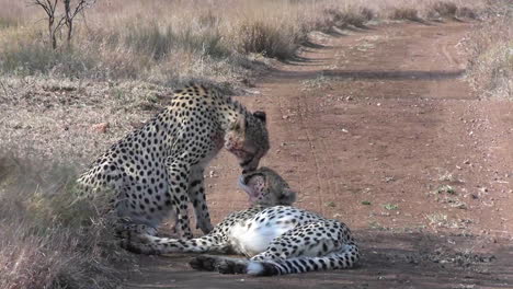 two cheetahs licking each other, authentic behavior of wild animals in protected natural reserve