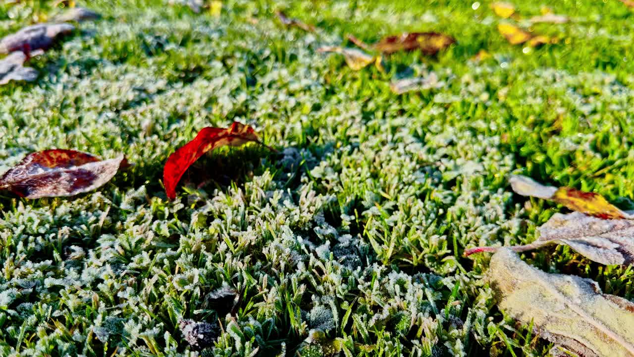Close-up of frosty green grass and autumn leaves on a cold morning