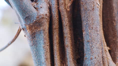 carpenter ants living and scattering on a tree trunk in curacao - macro shot