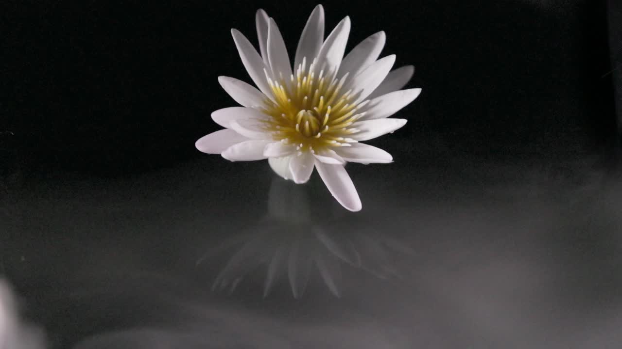 Vit liljas spegelbild i spegelblankt vatten med mystisk virvlande dimma, slow motion mörk bakgrund.