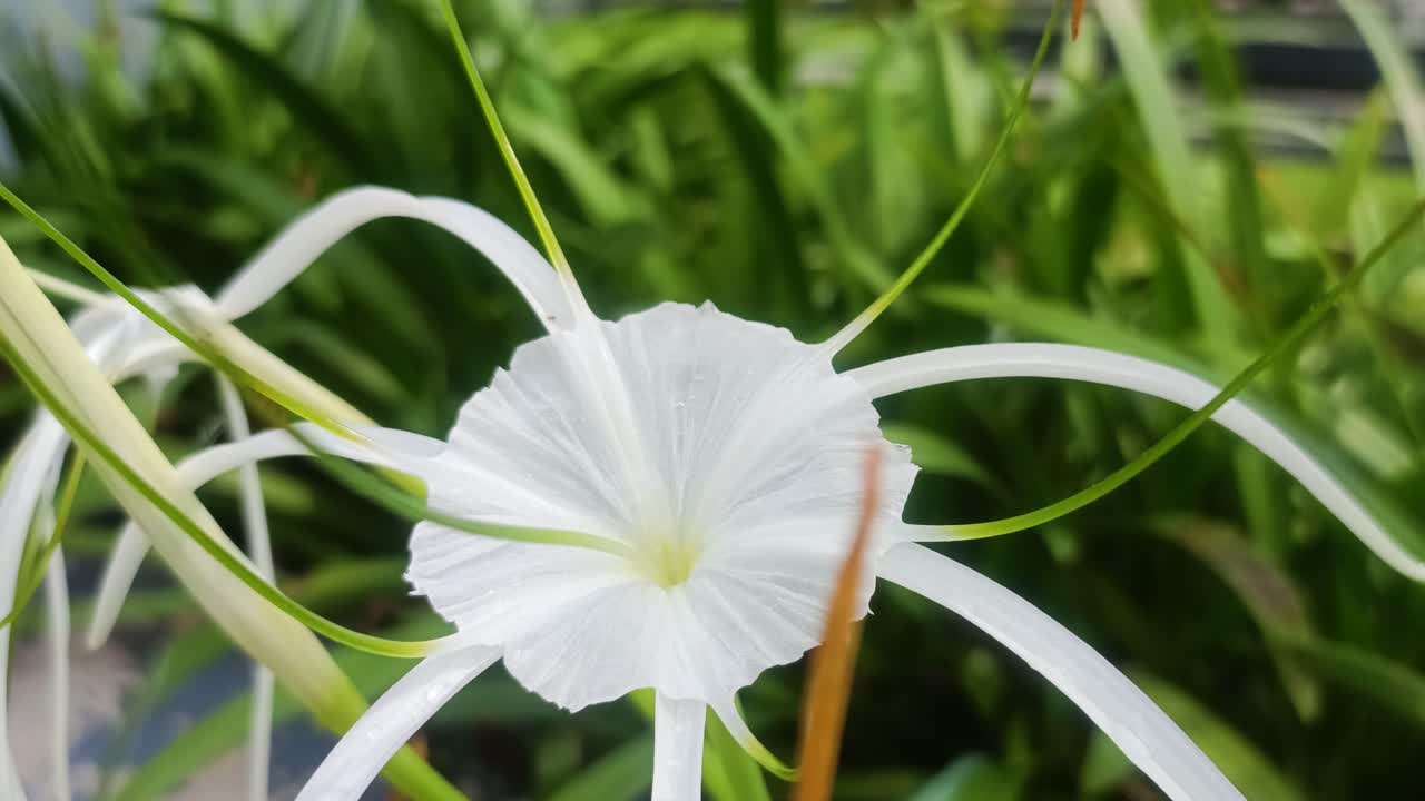 una flor blanca con una hoja verde