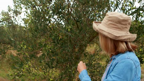 Woman-harvesting-olives-from-tree-4k