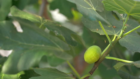 Green Fig Growing on the Branch