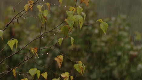 rain drops falling all around birch tree leaves, slow motion