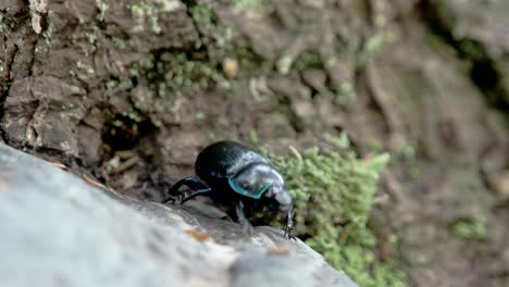 blue greenish shiny dung beetle trying to curl up and crawl