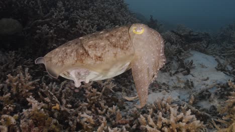 Sepia,-cuttlefish-on-a-tropical-coral-reef-changing-color-and-texture-to-camouflage-and-blend-with-the-environment