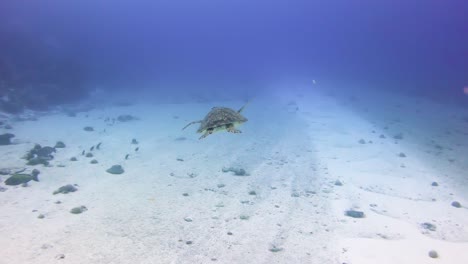 Chasing-a-sea-turtle-in-clear-blue-water-while-scuba-diving,-Maldives