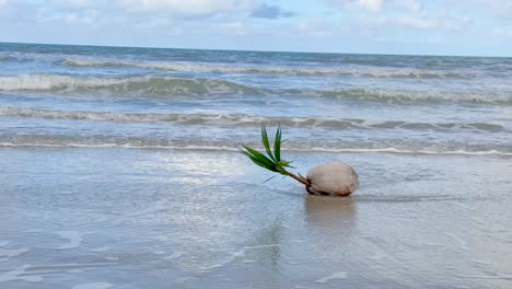 a young coconut seedling rests on wet sand as gentle ocean waves approach, under soft daylight. static camera captures natural seed dispersal process